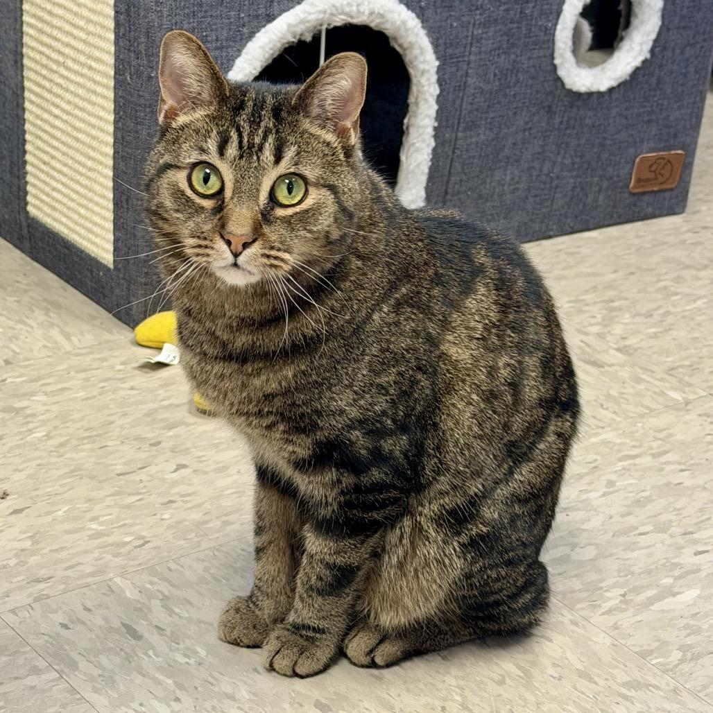 Enlarge Fabian, a Adoptable Domestic Short Hair in Middleburg Heights , OH image 2/6