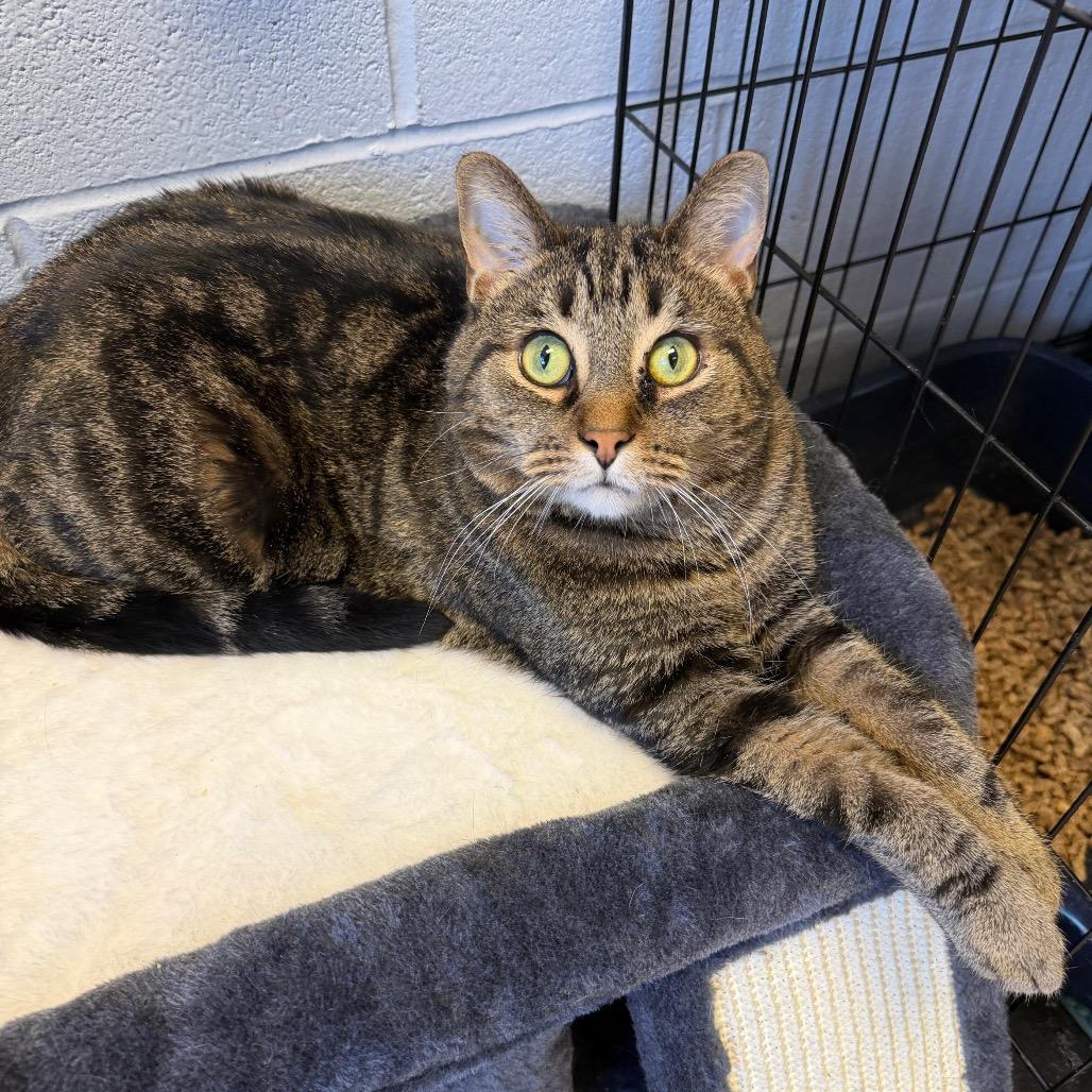 Enlarge Fabian, a Adoptable Domestic Short Hair in Middleburg Heights , OH image 3/6