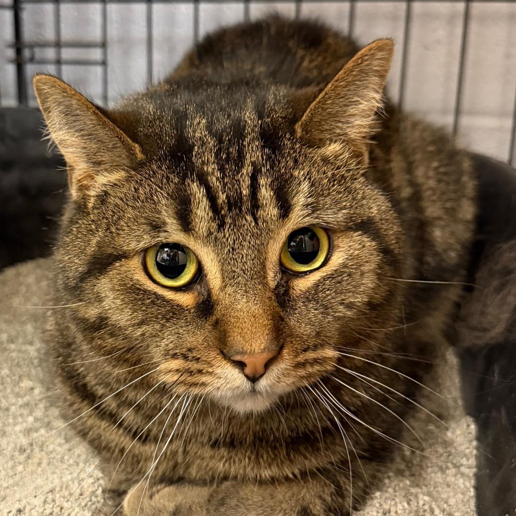 Enlarge Fabian, a Adoptable Domestic Short Hair in Middleburg Heights , OH image 4/4