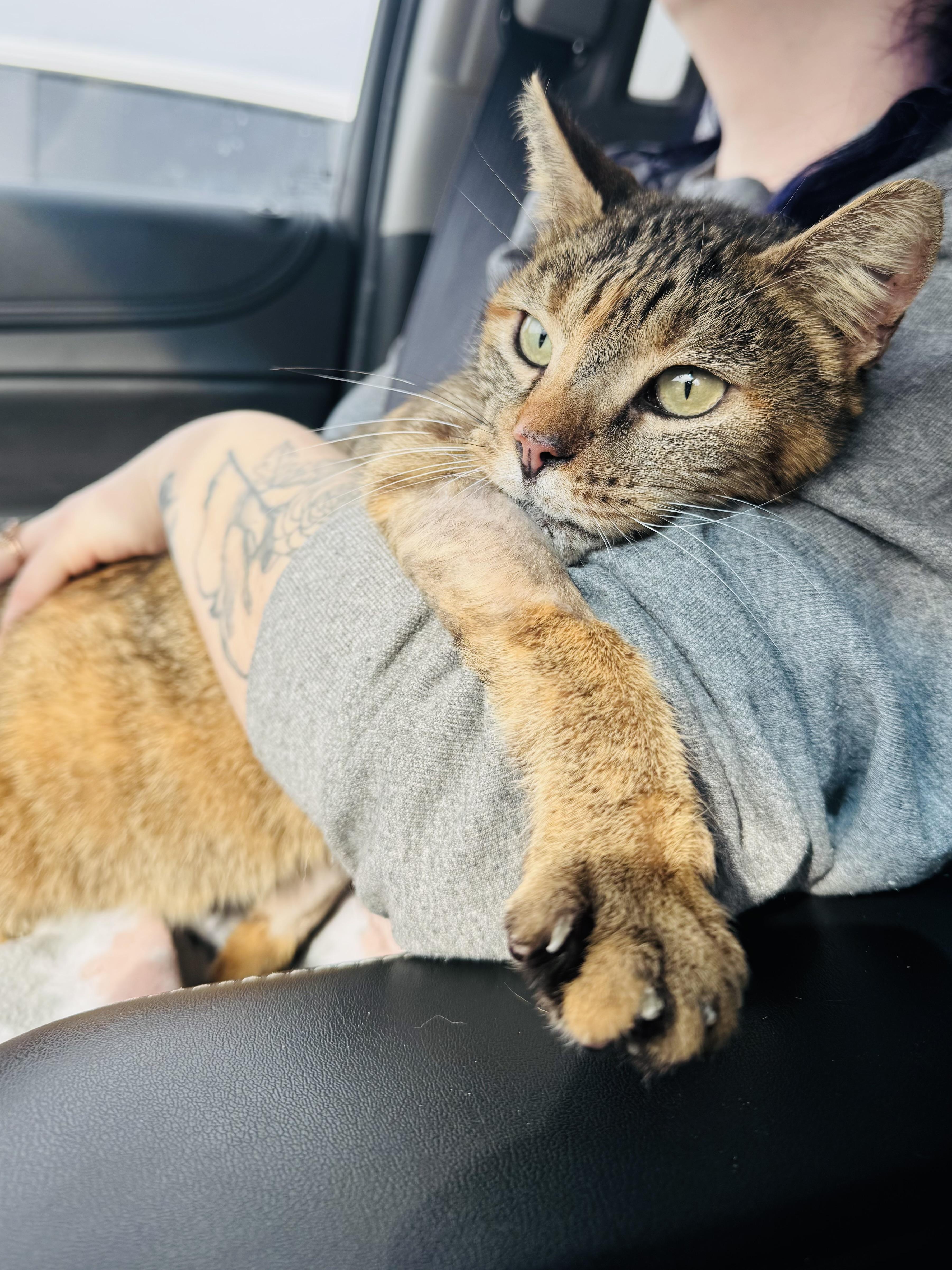 Enlarge Carrot, a ADOPTABLE mixed breed in Mooresville, NC image 5/6