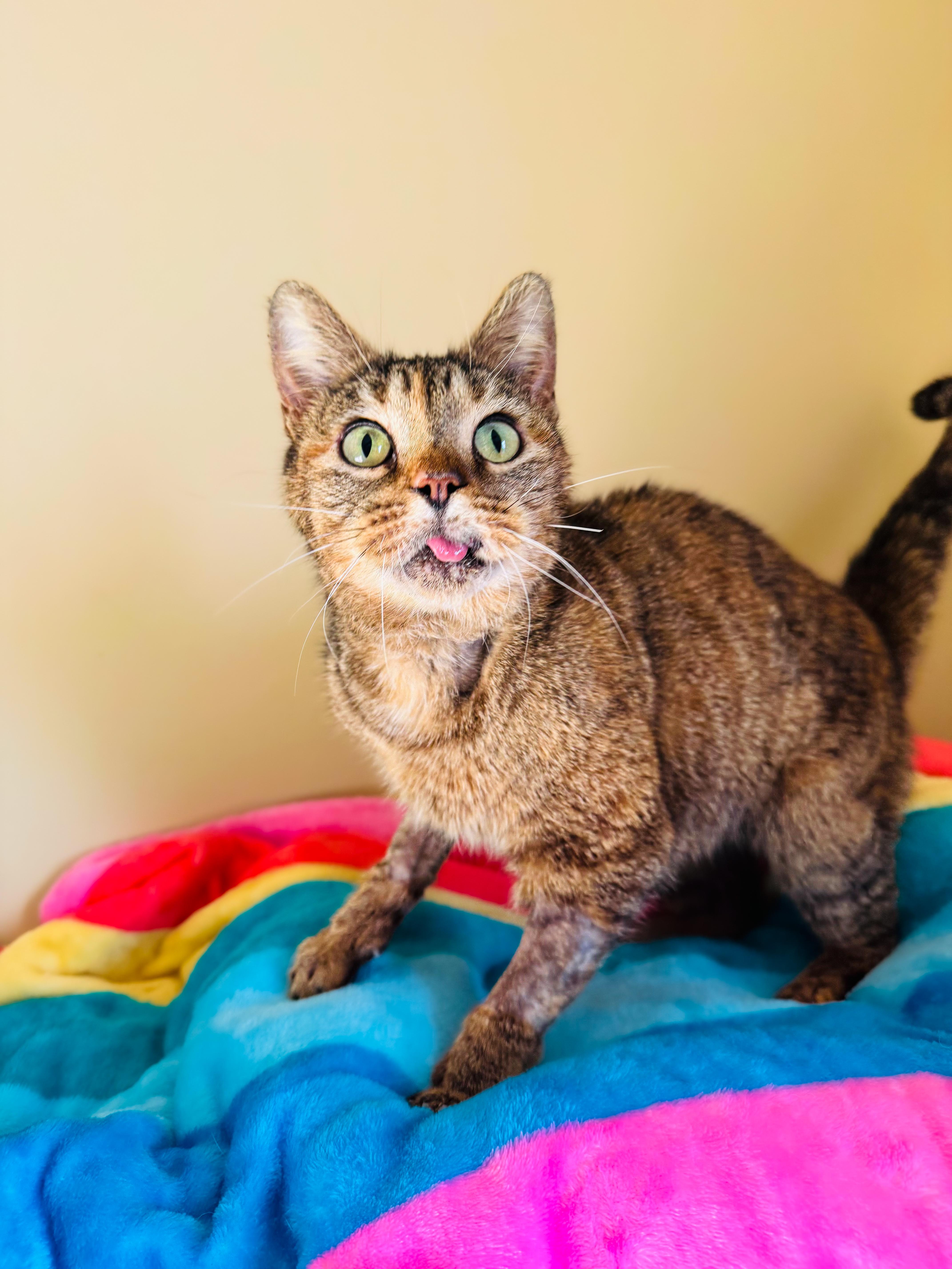 Enlarge Carrot, a ADOPTABLE mixed breed in Mooresville, NC image 2/6