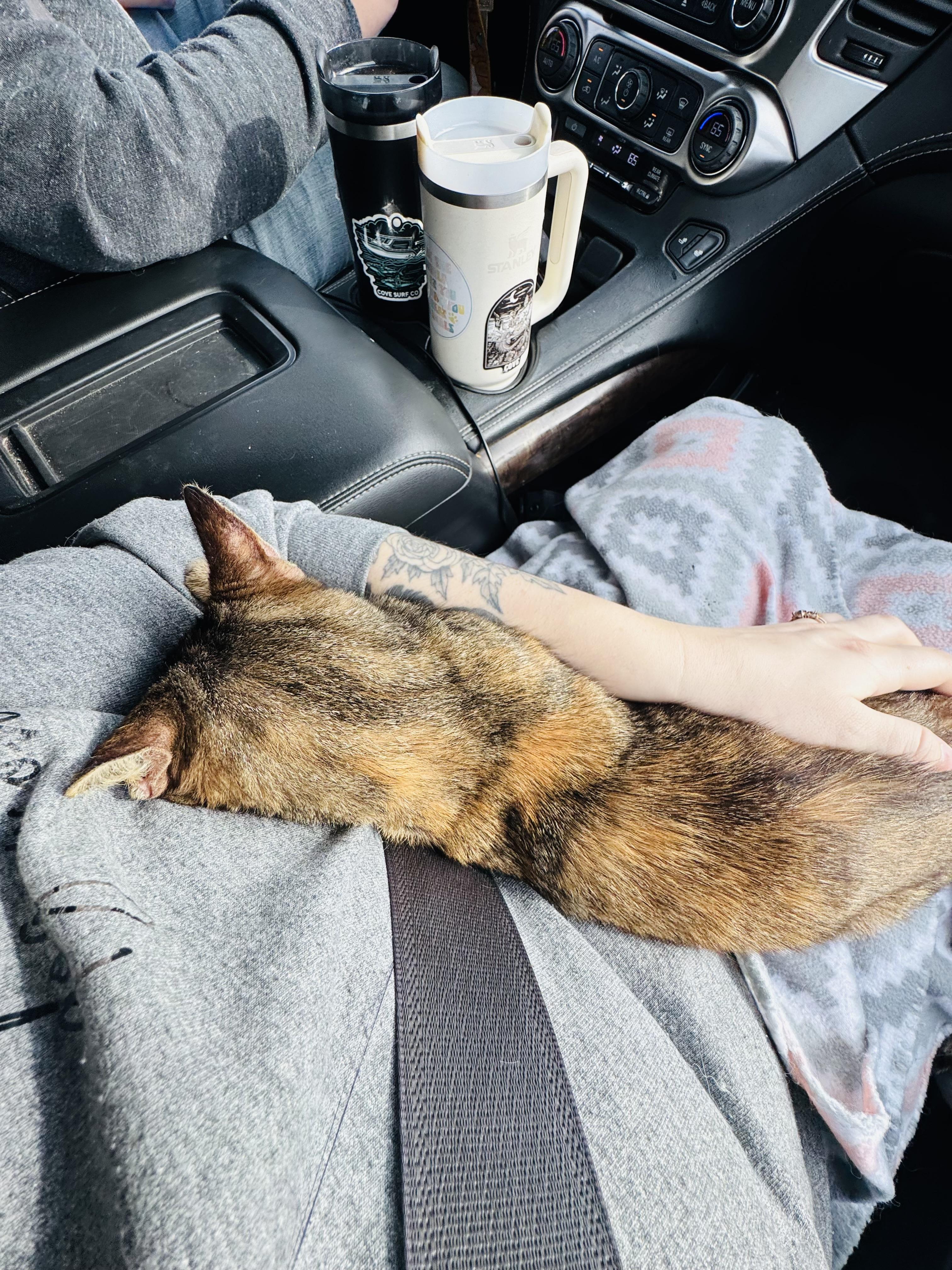 Enlarge Carrot, a ADOPTABLE mixed breed in Mooresville, NC image 4/6