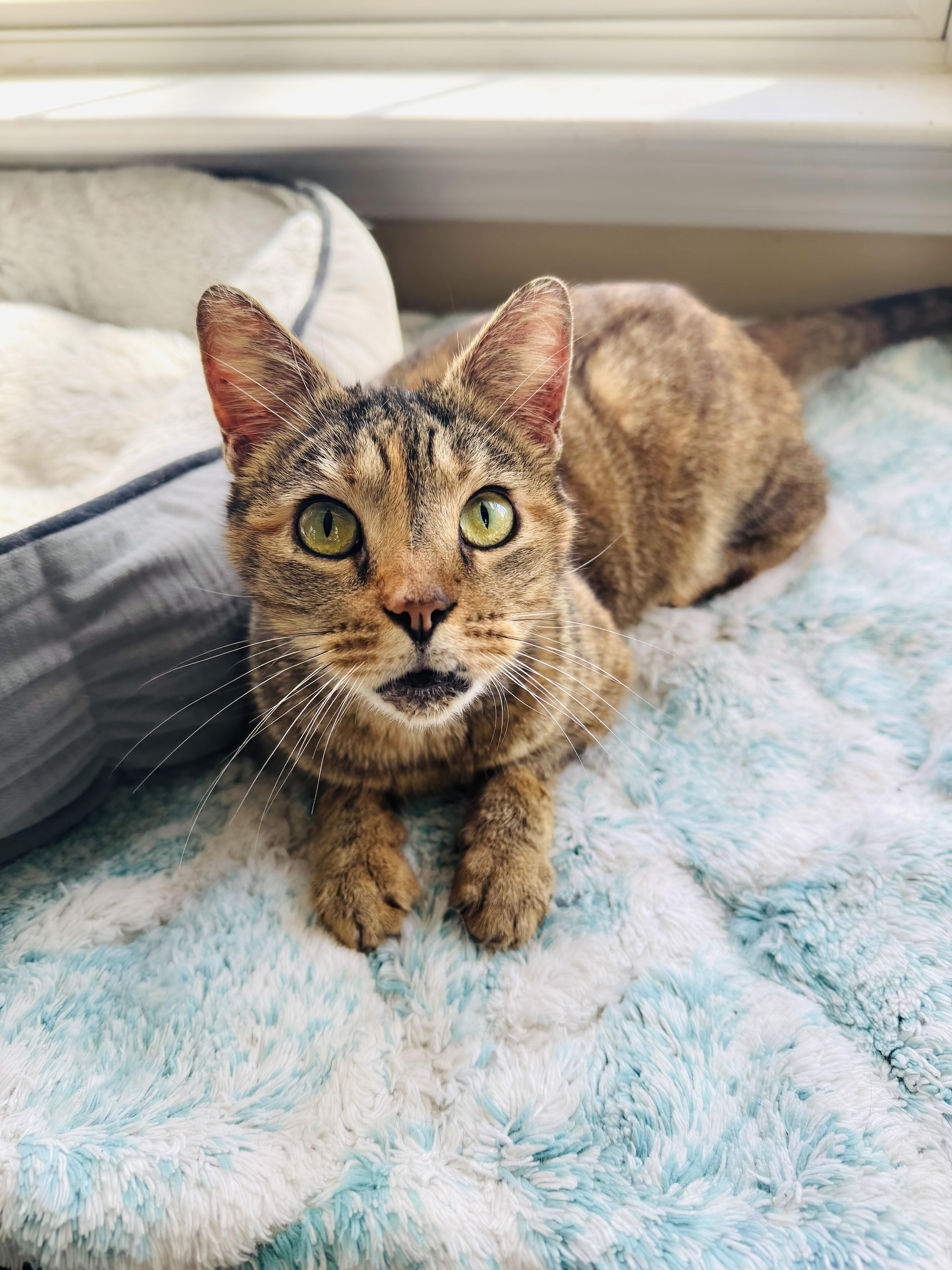 Enlarge Carrot, a ADOPTABLE mixed breed in Mooresville, NC image 1/6
