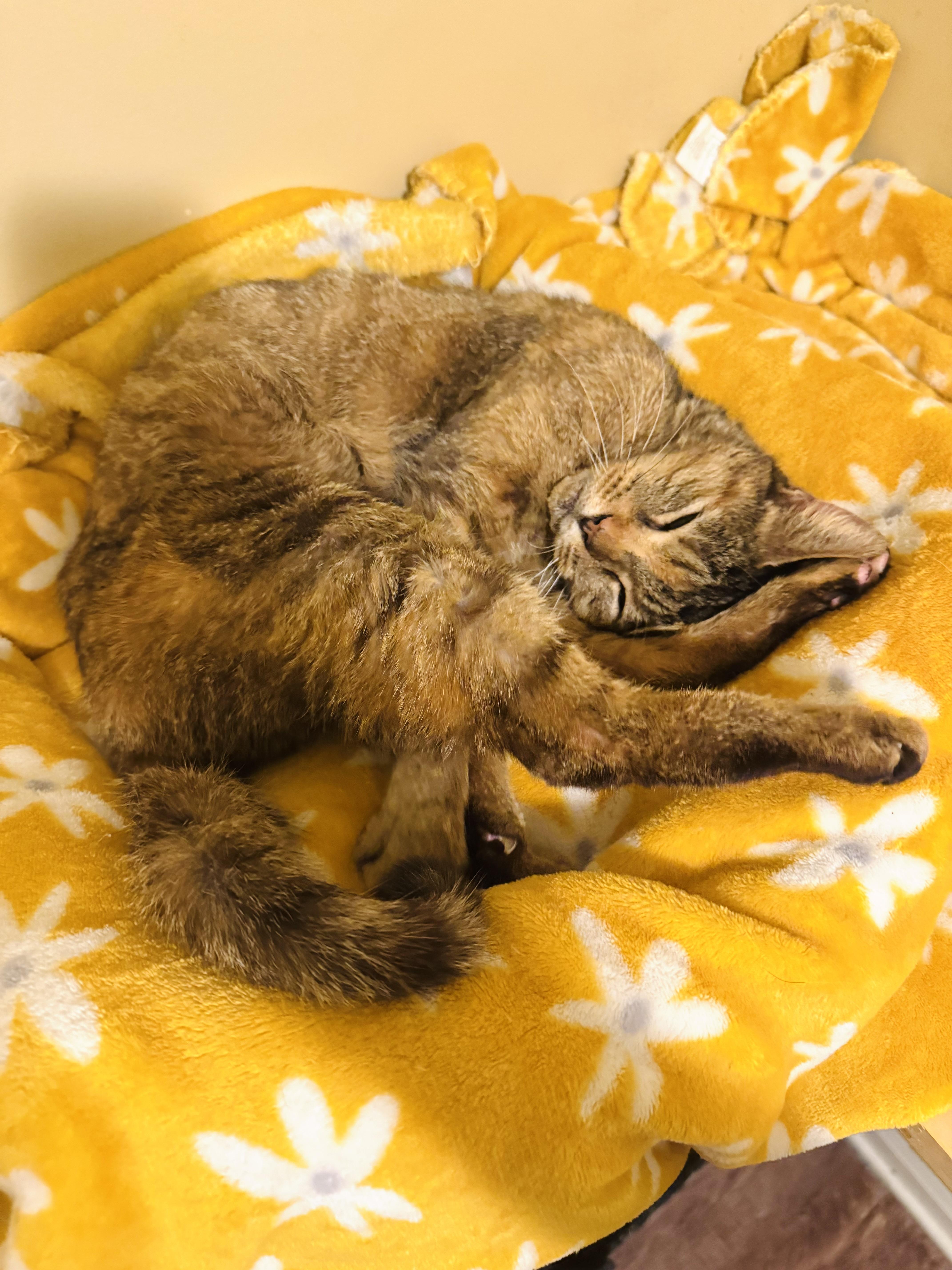 Enlarge Carrot, a ADOPTABLE mixed breed in Mooresville, NC image 3/6