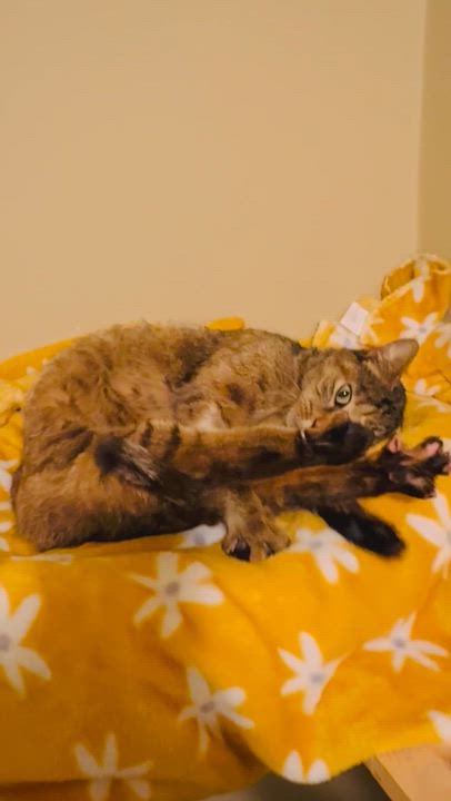 Enlarge Carrot, a ADOPTABLE mixed breed in Mooresville, NC video 6/6