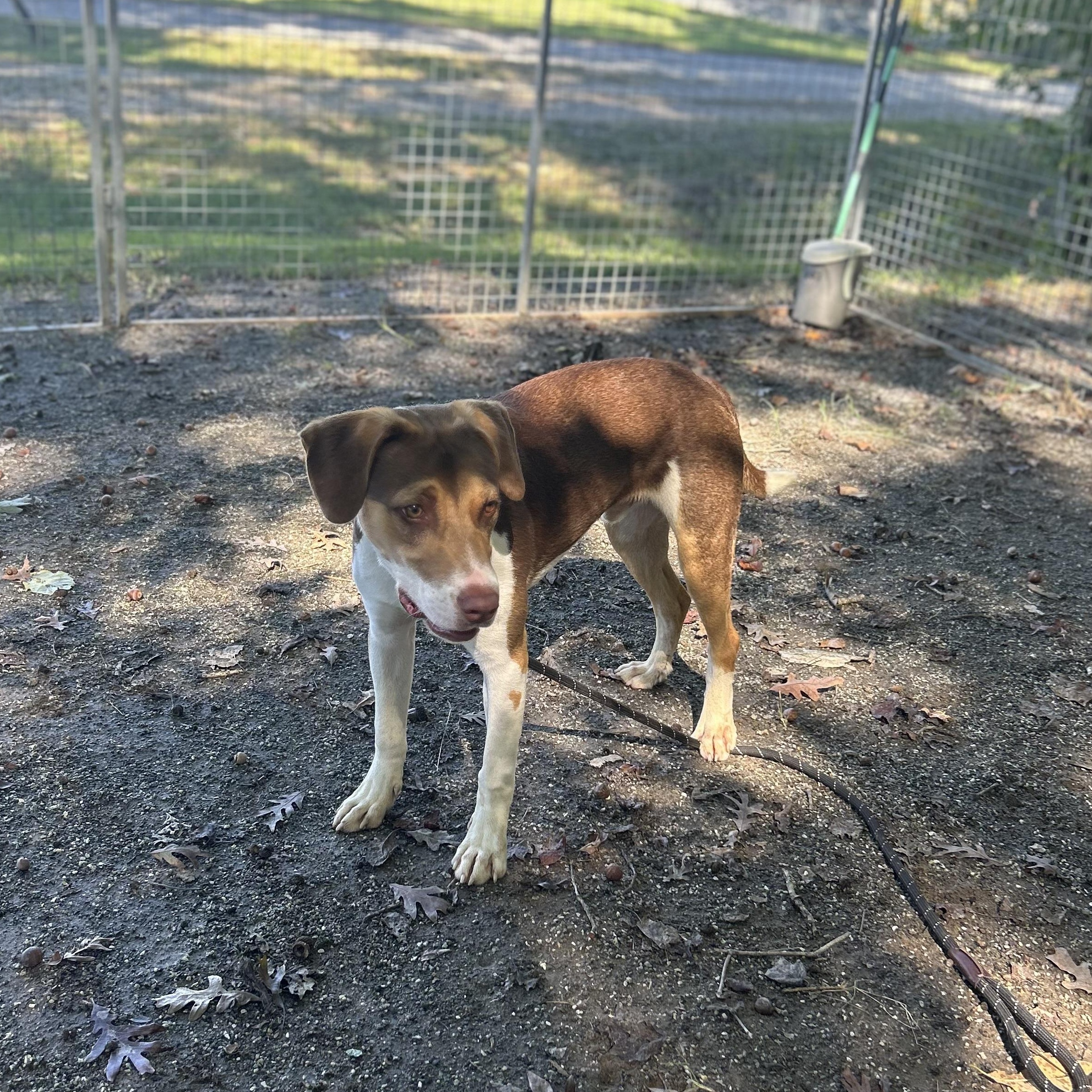Enlarge Mort, a Adoptable mixed breed in Cumberland , VA image 1/1