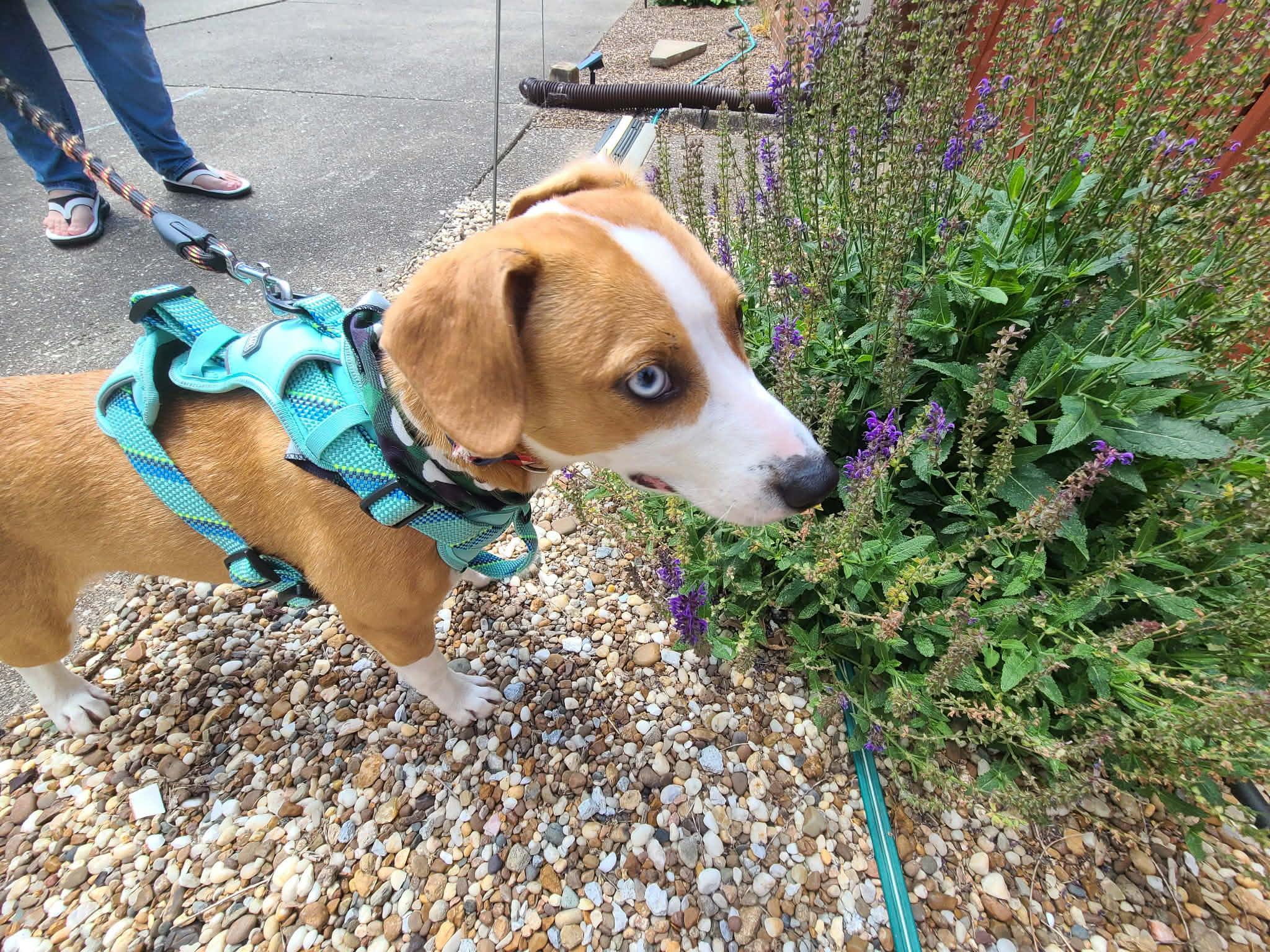 Enlarge Snickers, a ADOPTABLE mixed breed in Owensboro, KY image 4/5