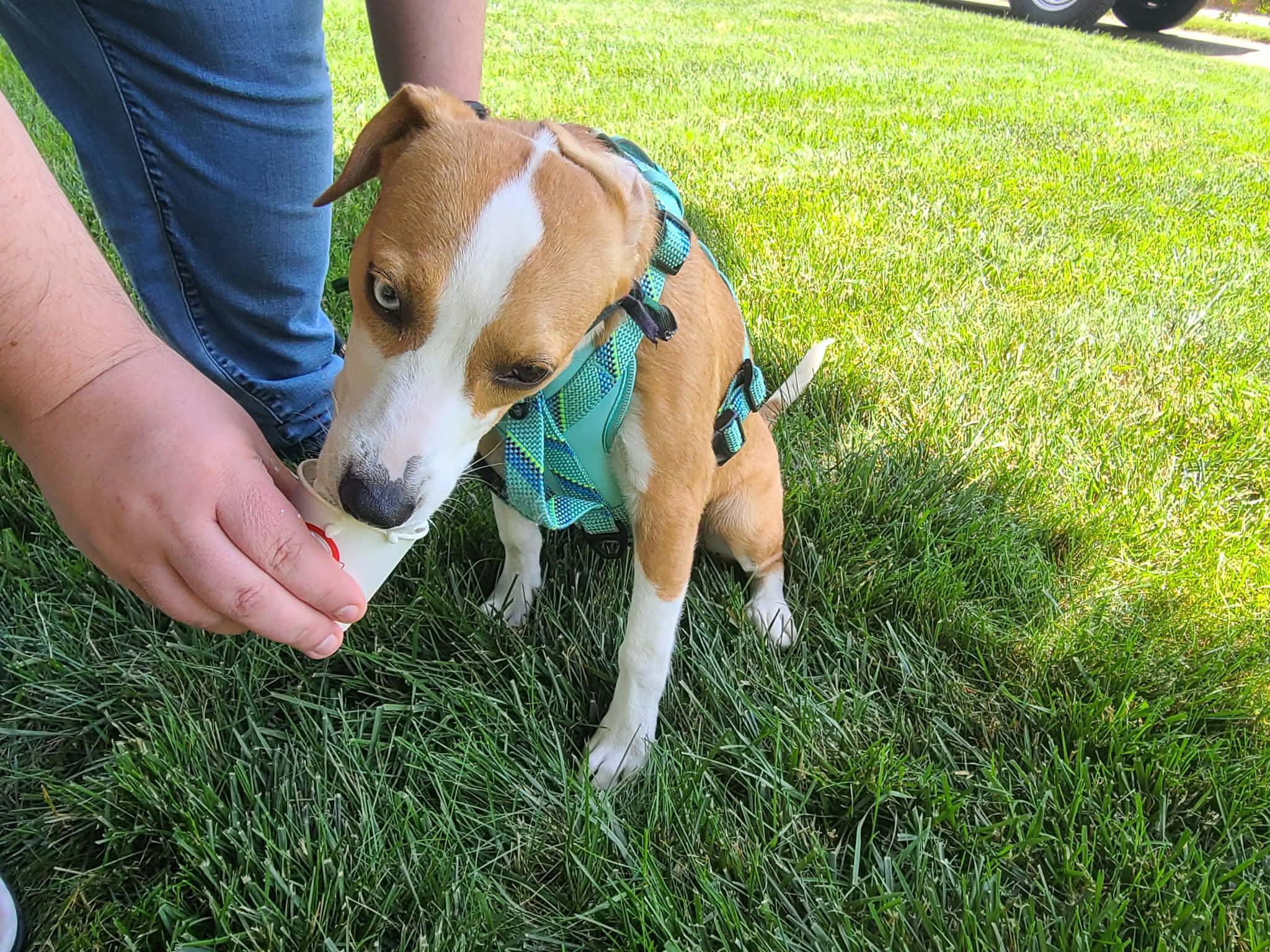 Enlarge Snickers, a ADOPTABLE mixed breed in Owensboro, KY image 5/5