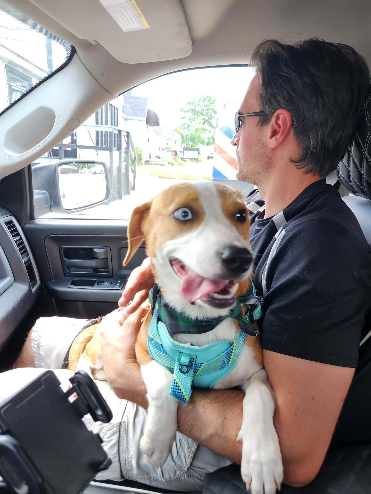Enlarge Snickers, a ADOPTABLE mixed breed in Owensboro, KY image 2/5