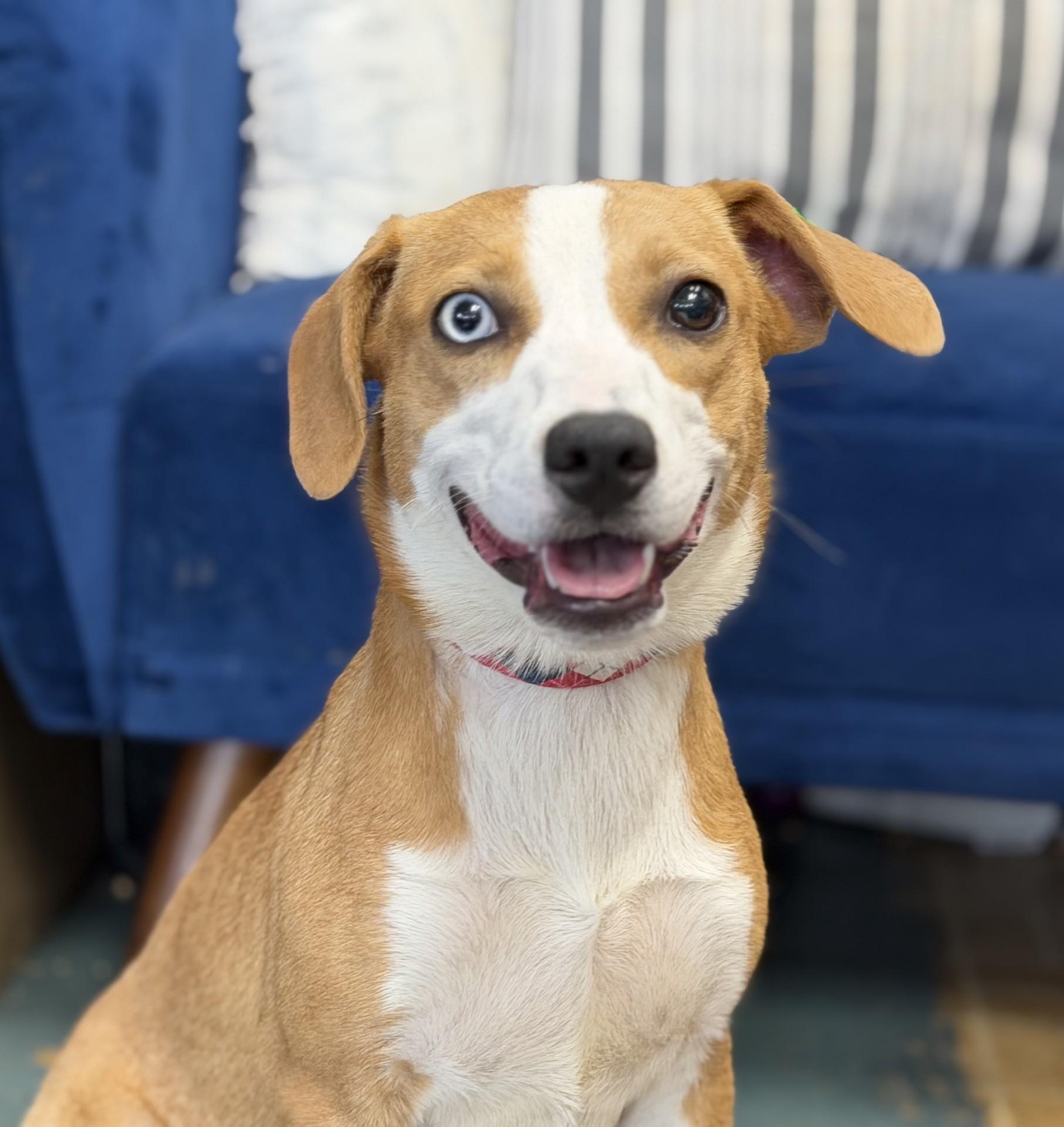 Snickers, ADOPTABLE, Puppy Female Hound & Australian Shepherd.