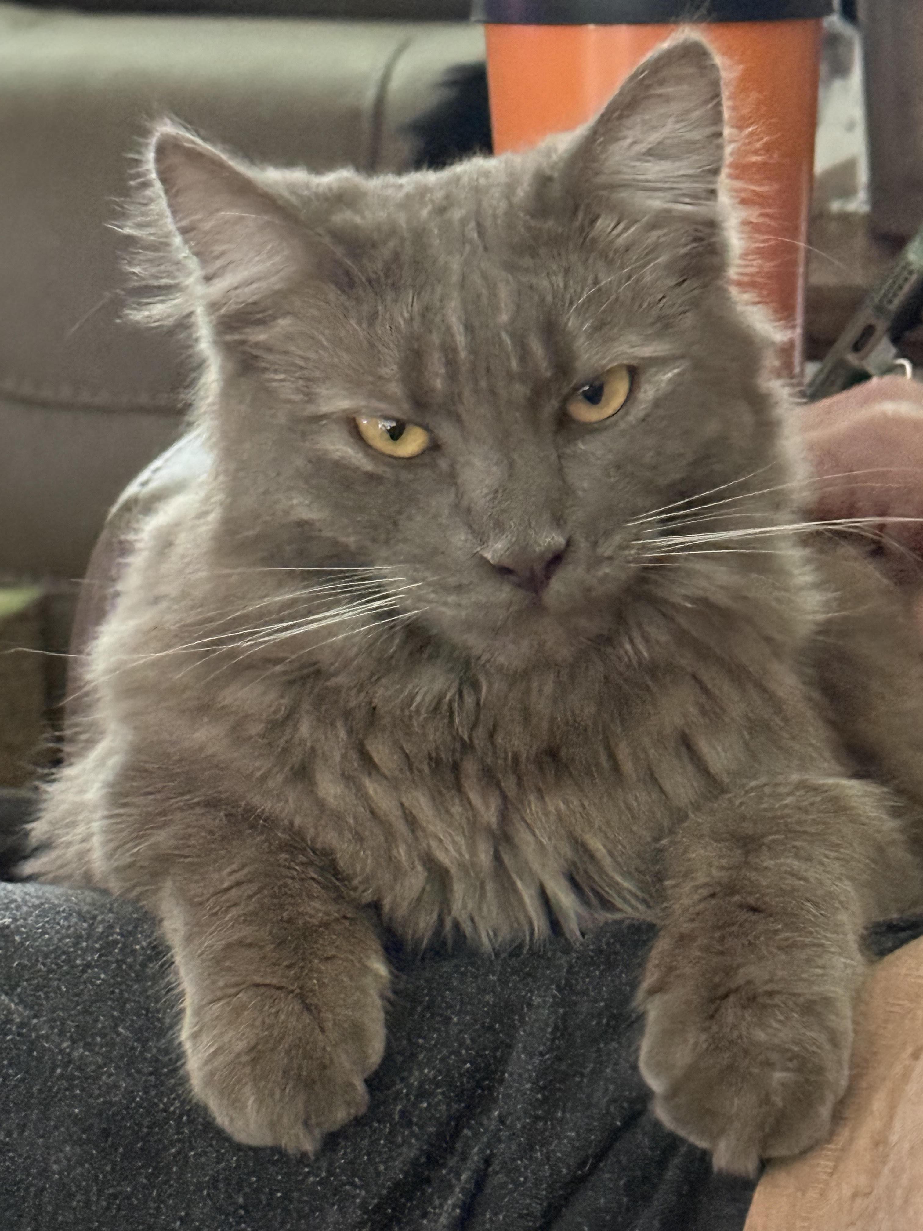 Enlarge Dexter & Annabelle, a Adoptable Domestic Short Hair in Medford, OR image 1/4