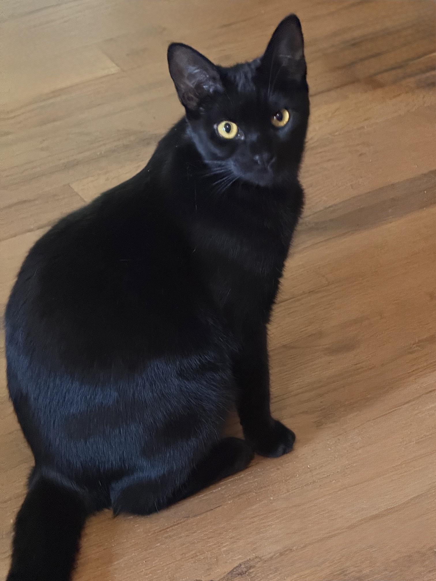 Enlarge Dexter & Annabelle, a Adoptable Domestic Short Hair in Medford, OR image 3/4