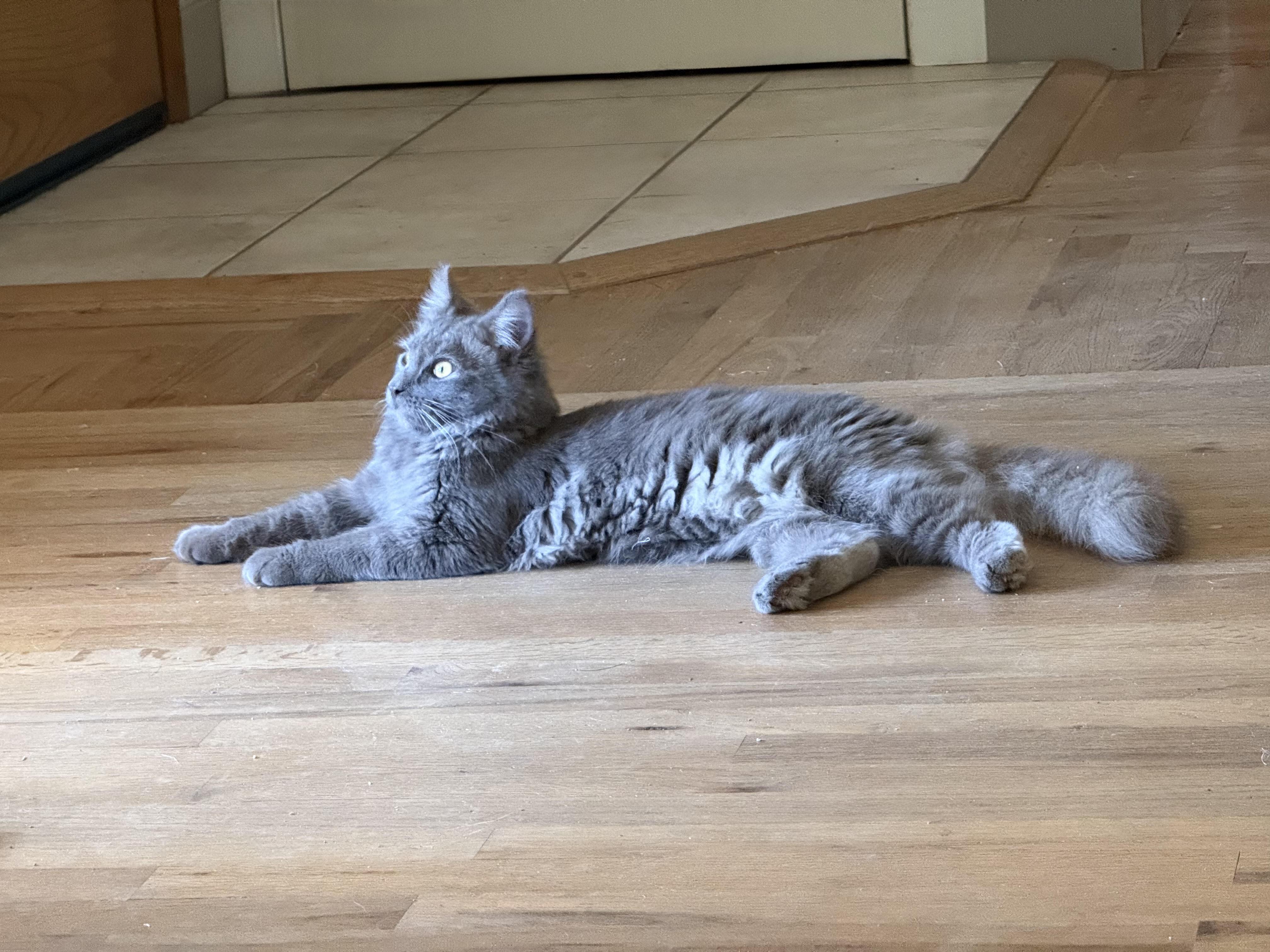 Enlarge Dexter & Annabelle, a Adoptable Domestic Short Hair in Medford, OR image 2/4