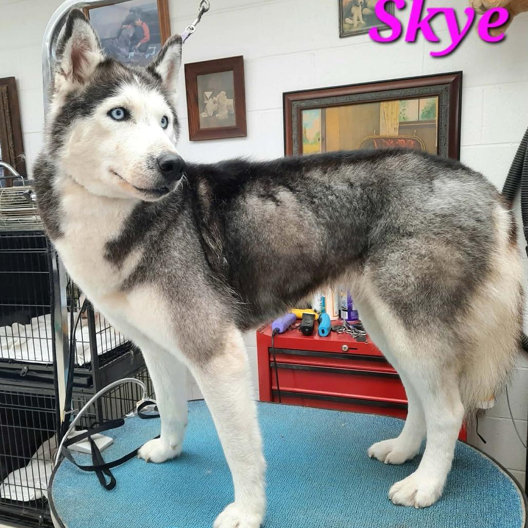 Skye, a Adoptable Siberian Husky in Olathe, KS image 1/6