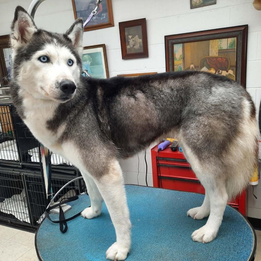 Skye, a Adoptable Siberian Husky in Olathe, KS image 2/6