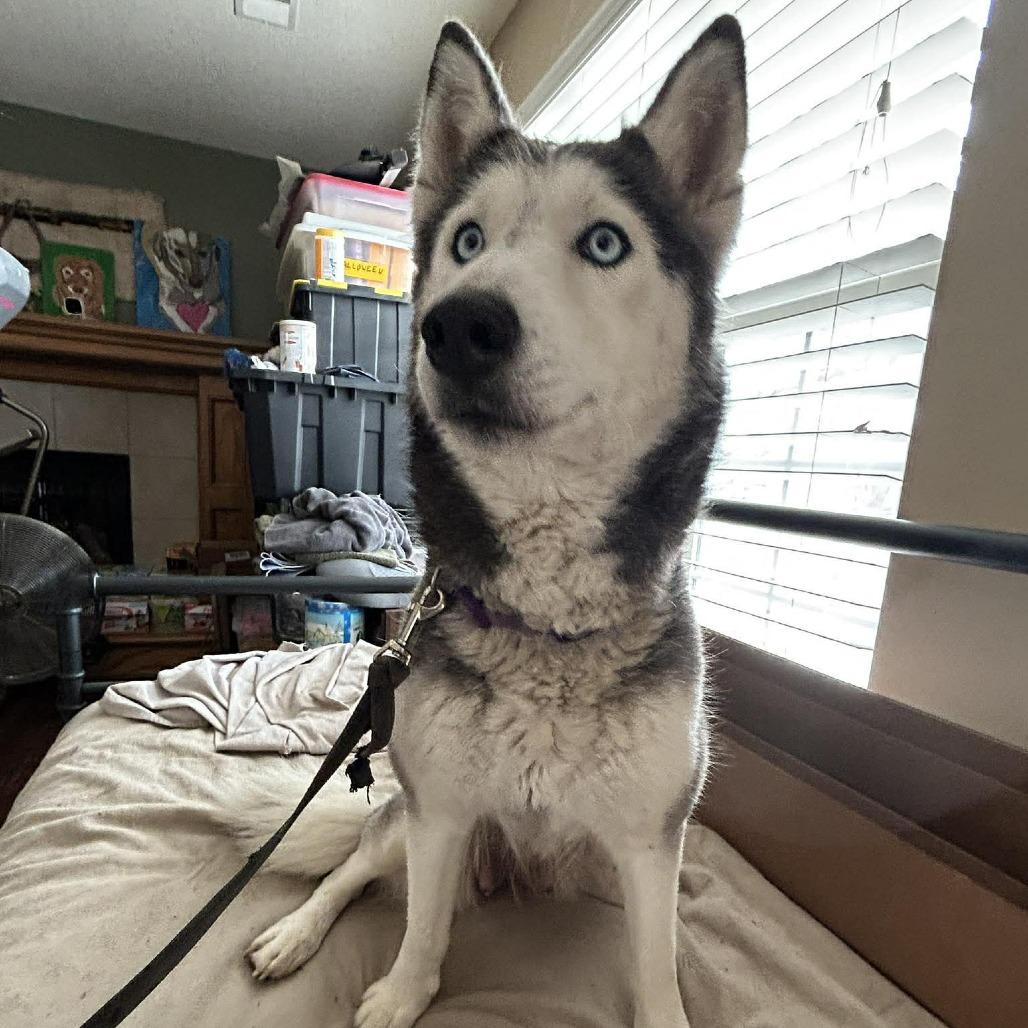 Skye, a Adoptable Siberian Husky in Olathe, KS image 3/6