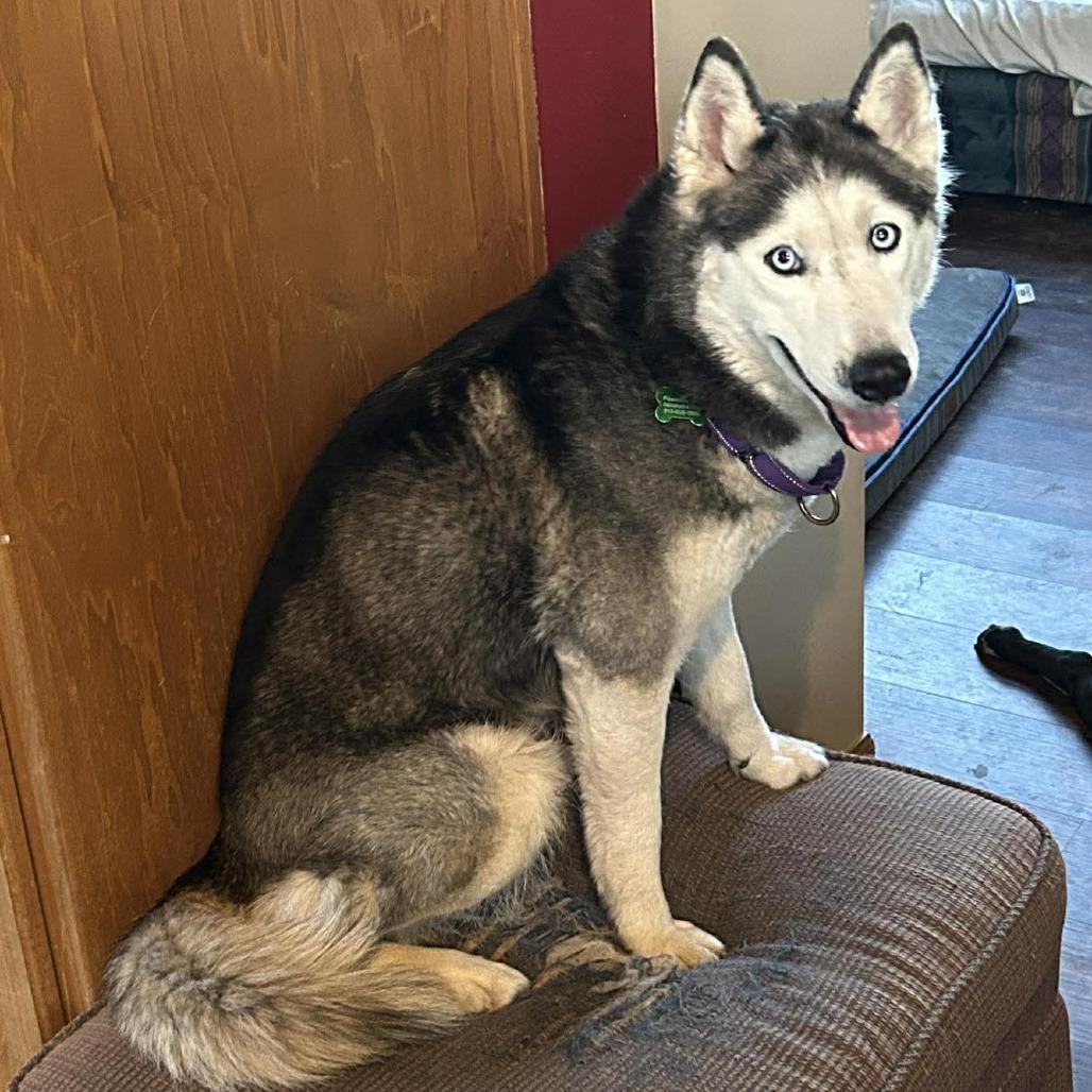 Skye, a Adoptable Siberian Husky in Olathe, KS image 4/6