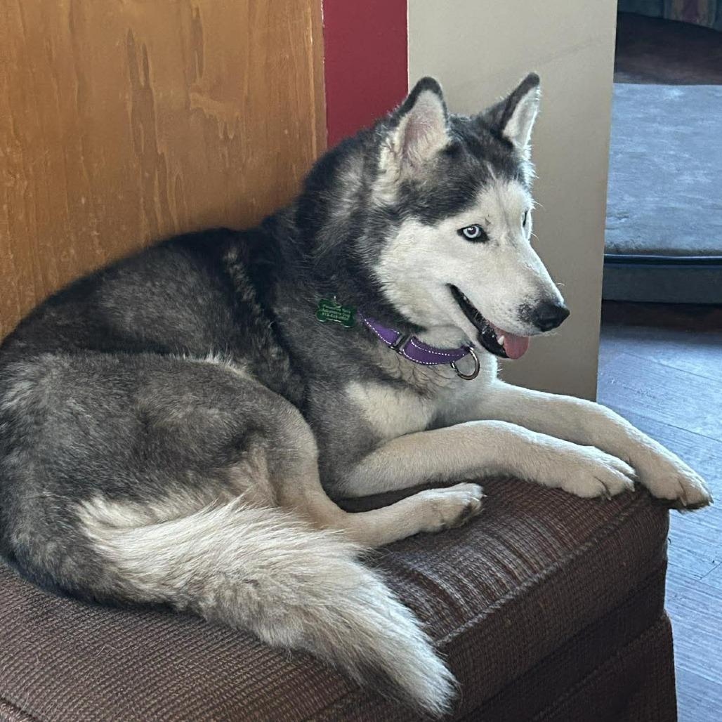 Skye, a Adoptable Siberian Husky in Olathe, KS image 5/6