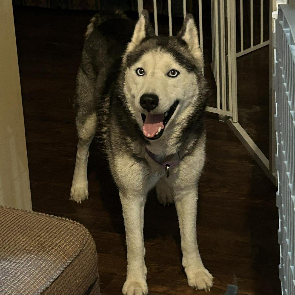 Skye, a Adoptable Siberian Husky in Olathe, KS image 6/6
