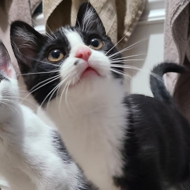 Carmine Bambino I'M READY!!!, an adoptable Domestic Short Hair in Barron, WI, 54812 | Photo Image 1