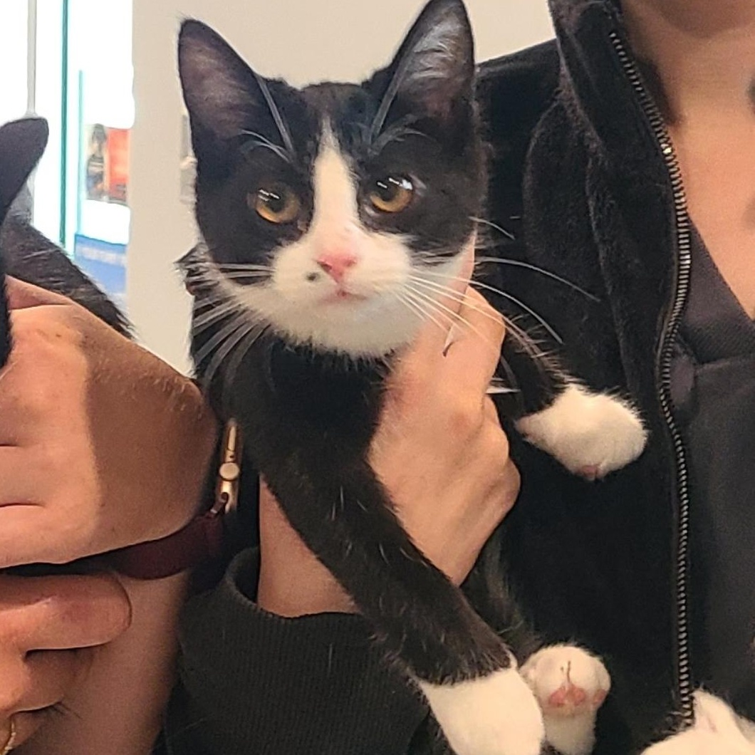 Carmine Bambino I'M READY!!!, an adoptable Domestic Short Hair in Barron, WI, 54812 | Photo Image 3