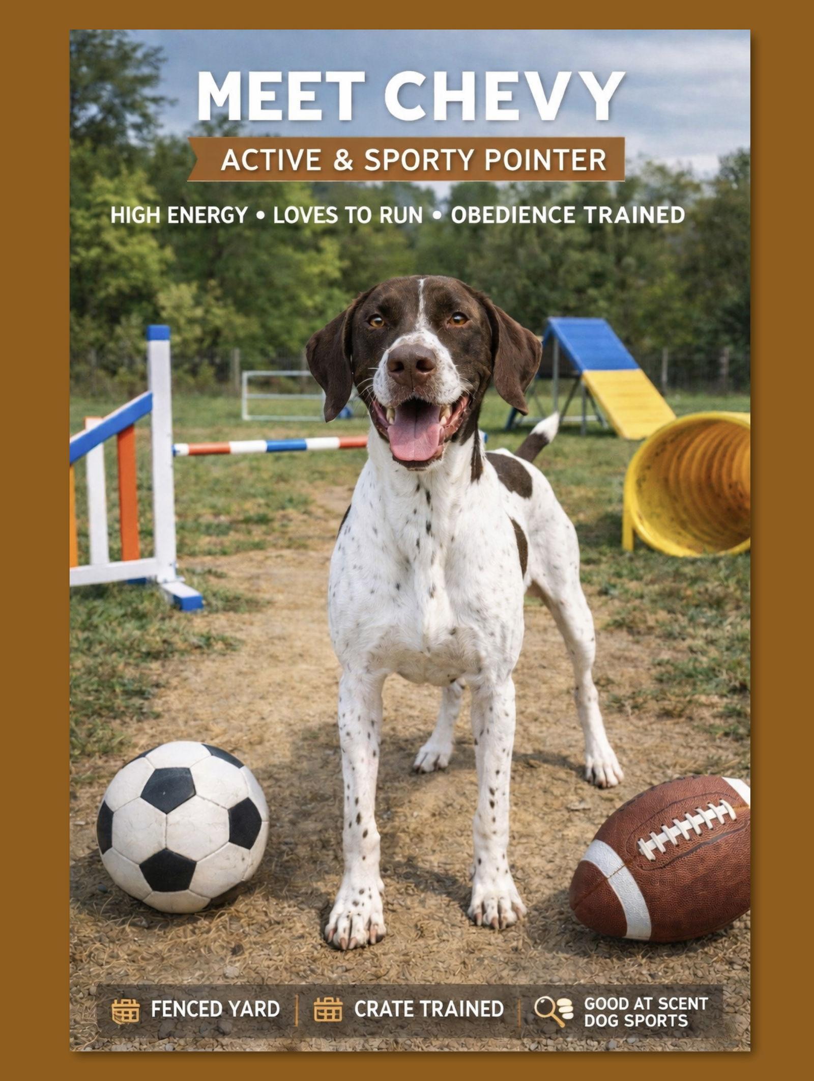 Chevron (Chevy), a Adoptable English Pointer in Thomasville, NC image 1/6