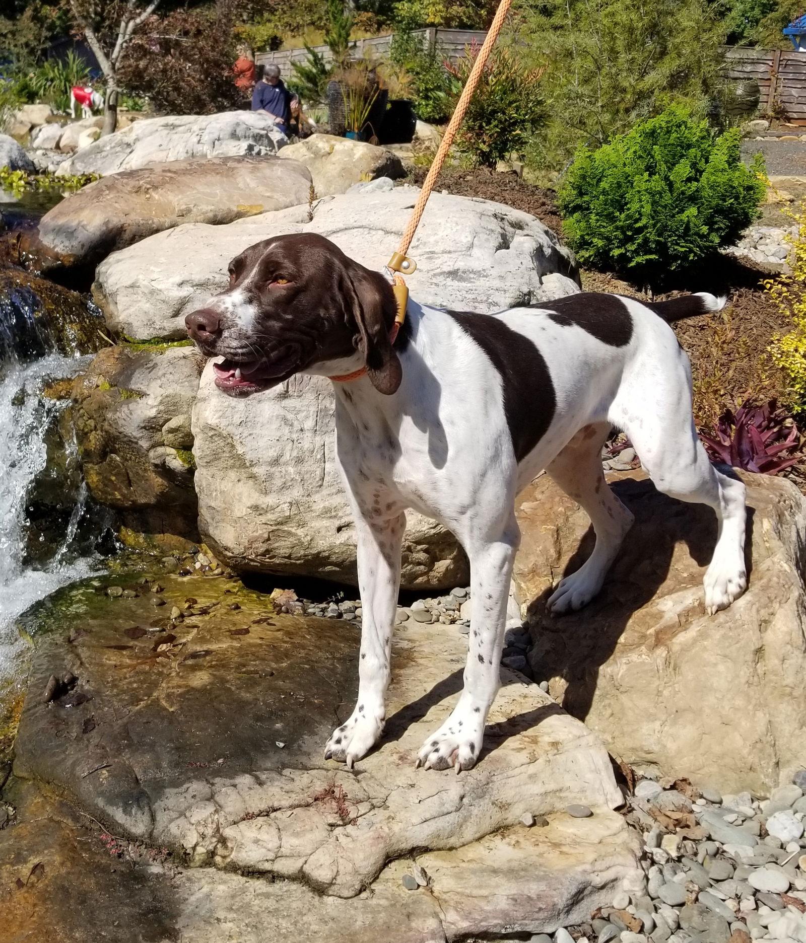 Enlarge Chevron (Chevy), a Adoptable English Pointer in Thomasville, NC image 2/3
