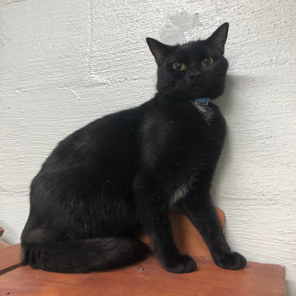 Vision, Adoptable, Young Female Domestic Short Hair.