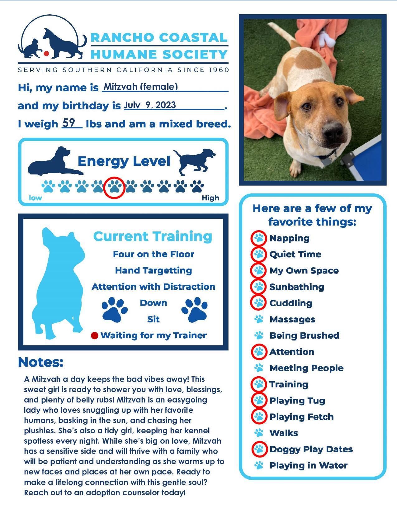 Mitzvah, a Adoptable mixed breed in Encinitas, CA image 3/5