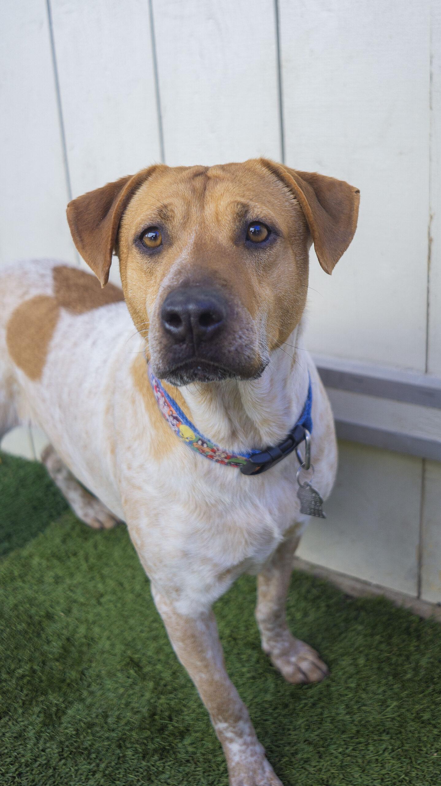 Mitzvah, a Adoptable mixed breed in Encinitas, CA image 5/5