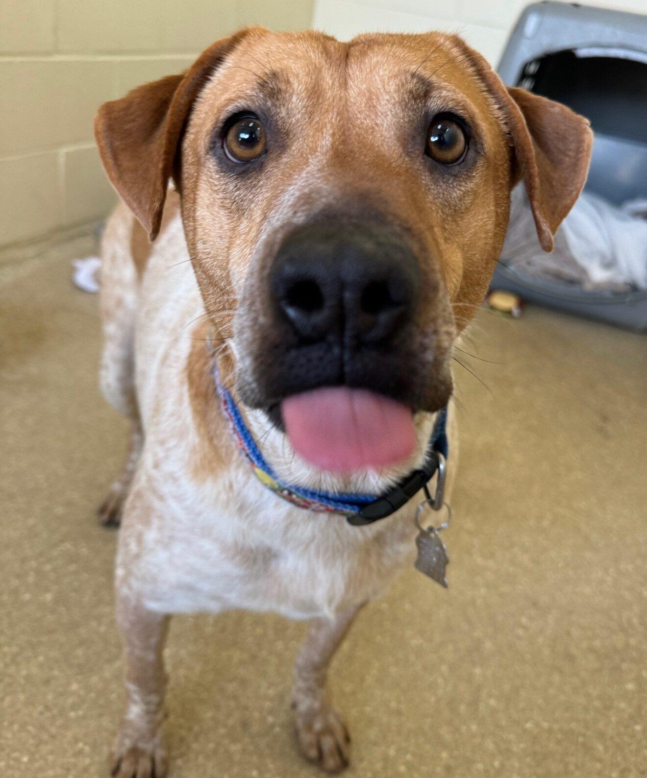 Mitzvah, a Adoptable mixed breed in Encinitas, CA image 2/5