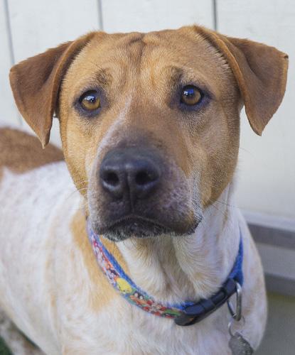 Mitzvah, a Adoptable mixed breed in Encinitas, CA image 1/5