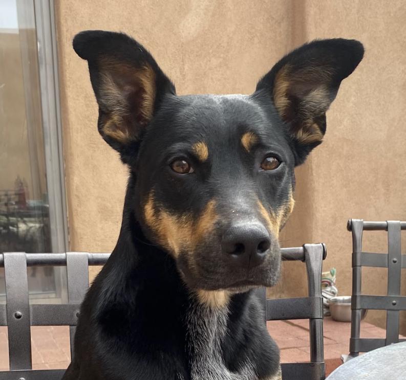 Enlarge Ziggy, a ADOPTABLE mixed breed in Albuquerque, NM image 1/6