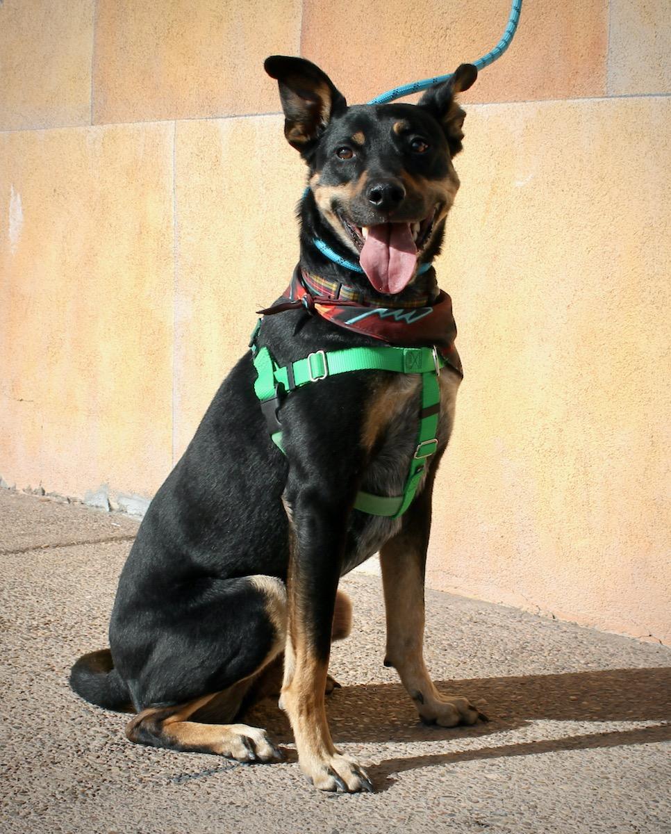 Enlarge Ziggy, a ADOPTABLE mixed breed in Albuquerque, NM image 4/6