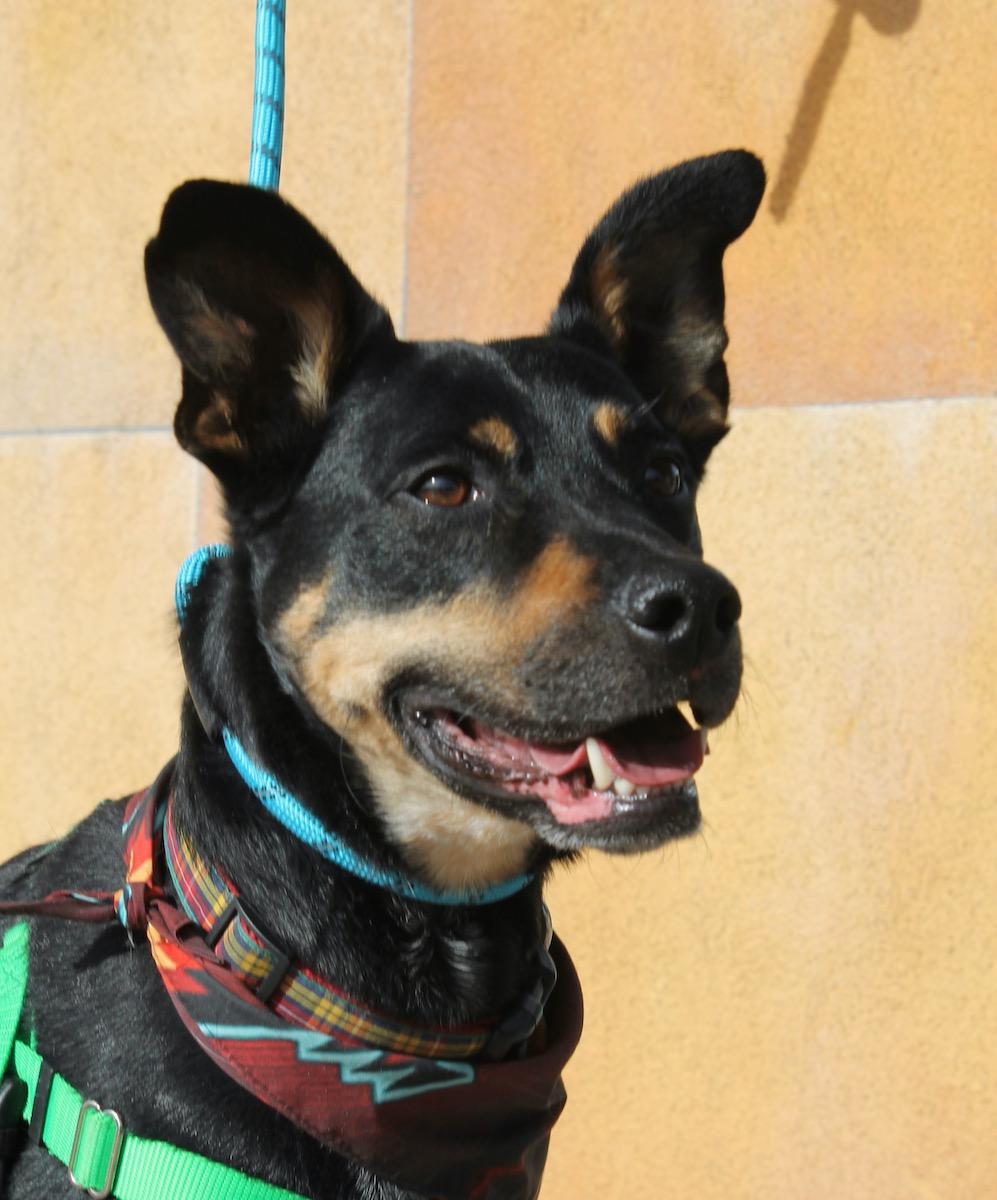 Enlarge Ziggy, a ADOPTABLE mixed breed in Albuquerque, NM image 5/6