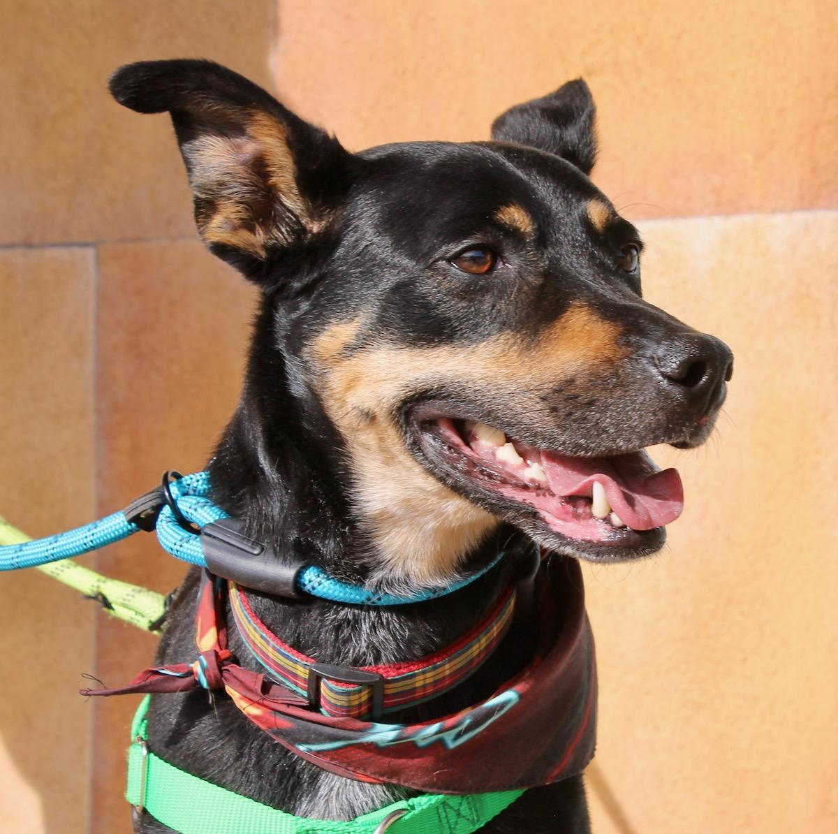Enlarge Ziggy, a ADOPTABLE mixed breed in Albuquerque, NM image 3/6