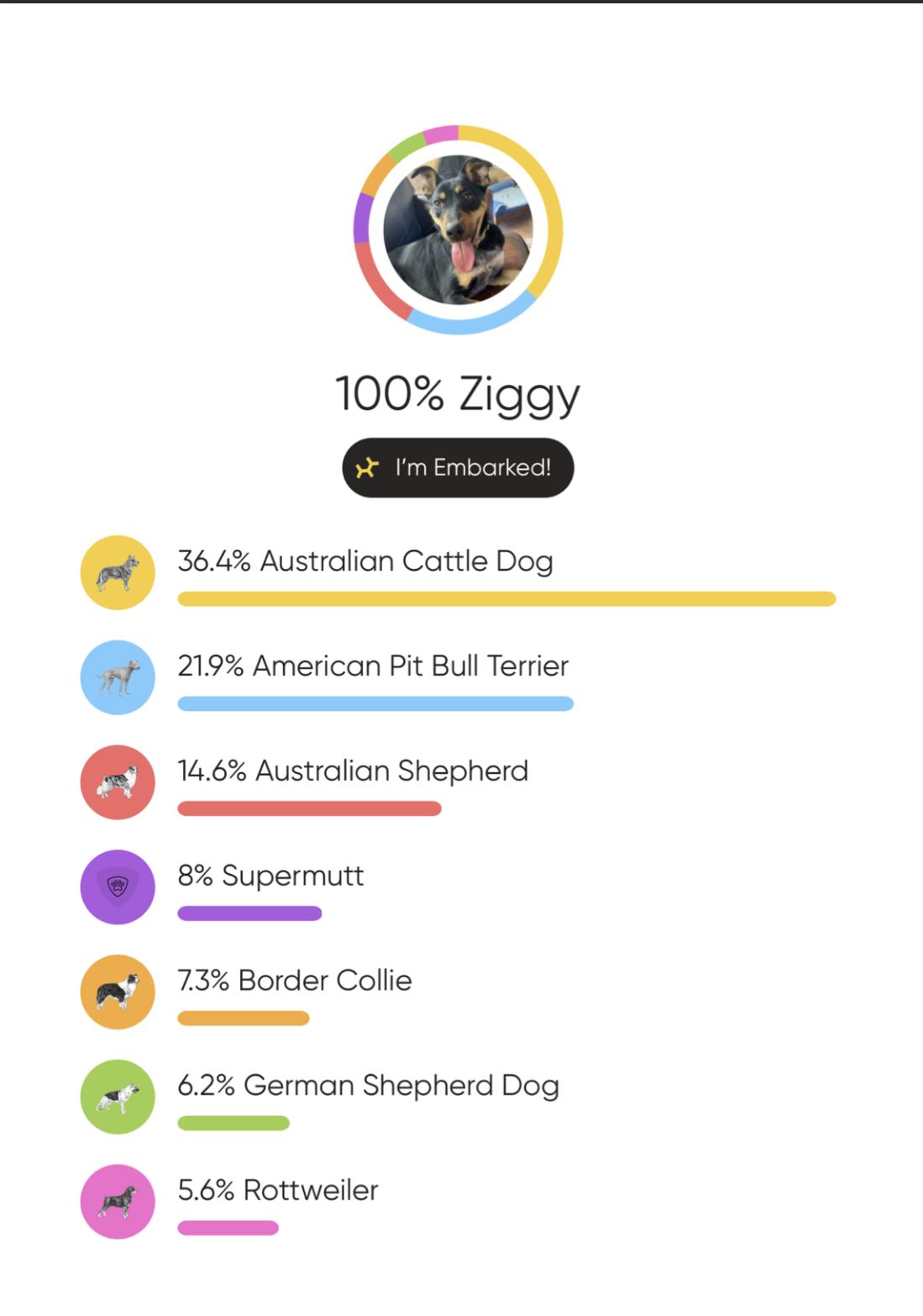 Enlarge Ziggy, a ADOPTABLE mixed breed in Albuquerque, NM image 2/6