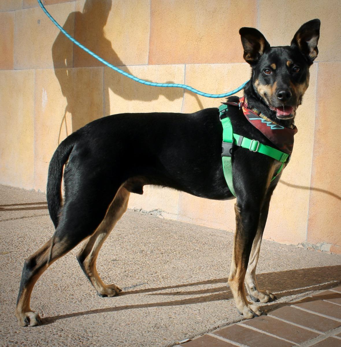Enlarge Ziggy, a ADOPTABLE mixed breed in Albuquerque, NM image 6/6