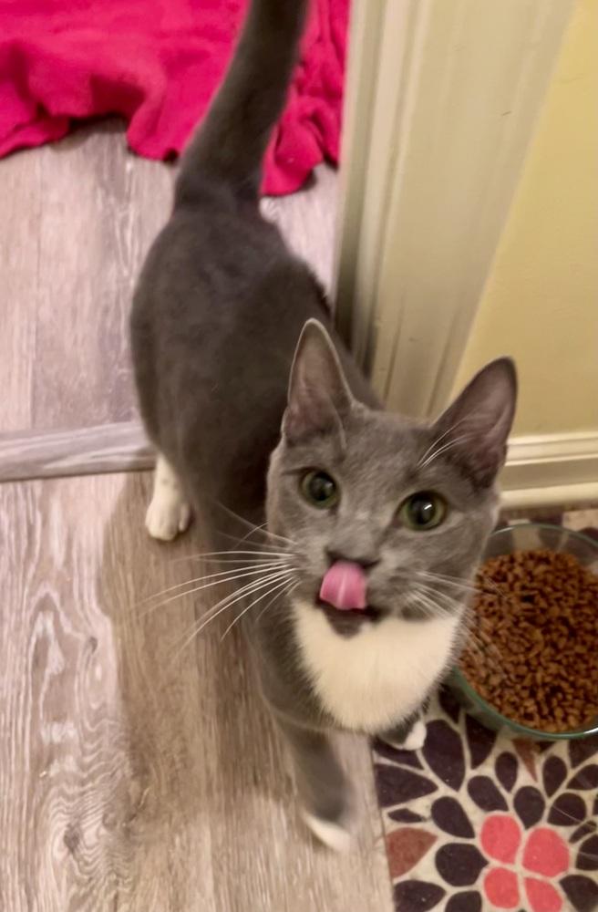 Steel, Adoptable, Adult Male Domestic Short Hair.