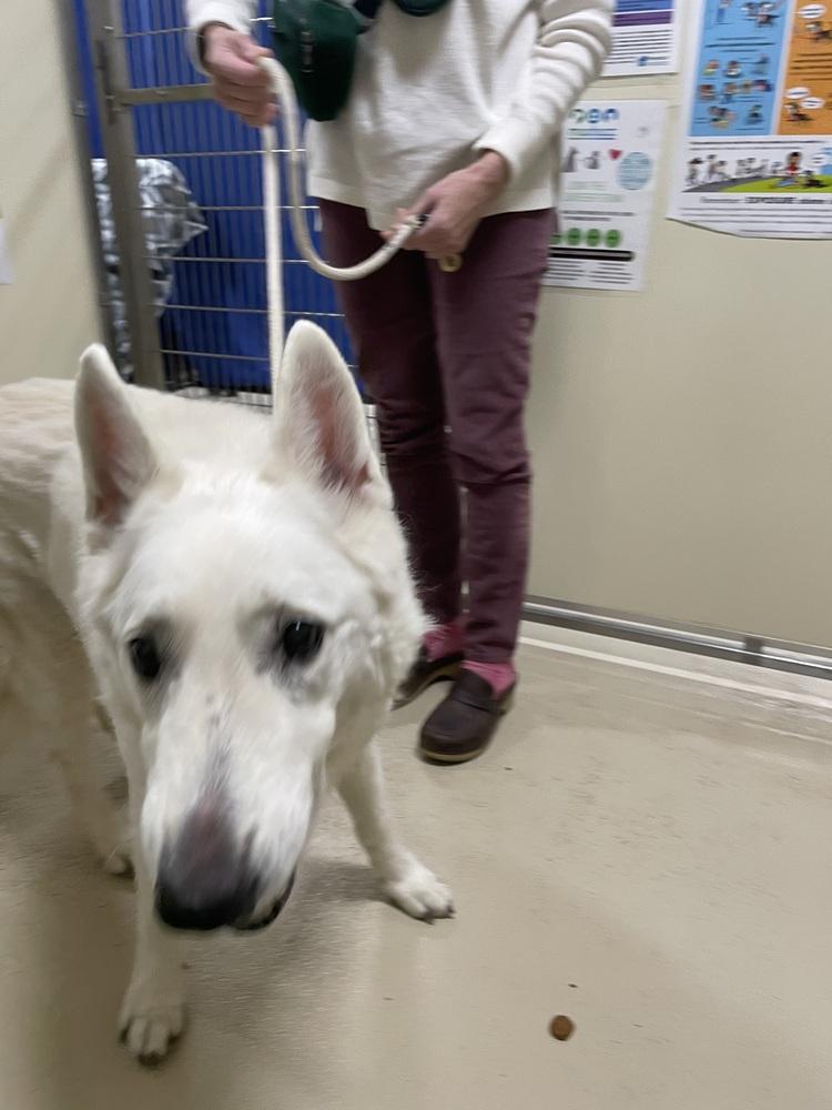 Ingrid, Adoptable, Senior Female German Shepherd Dog.