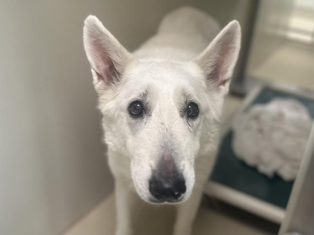 Ingrid, a Adoptable German Shepherd Dog image 2/4