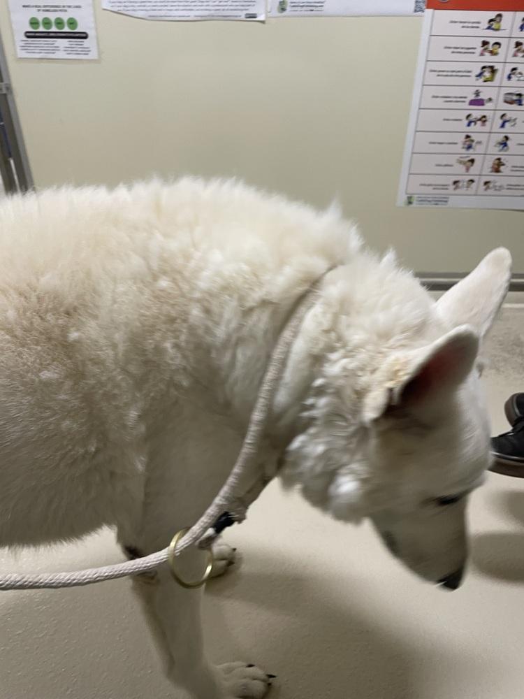 Ingrid, a Adoptable German Shepherd Dog image 3/4