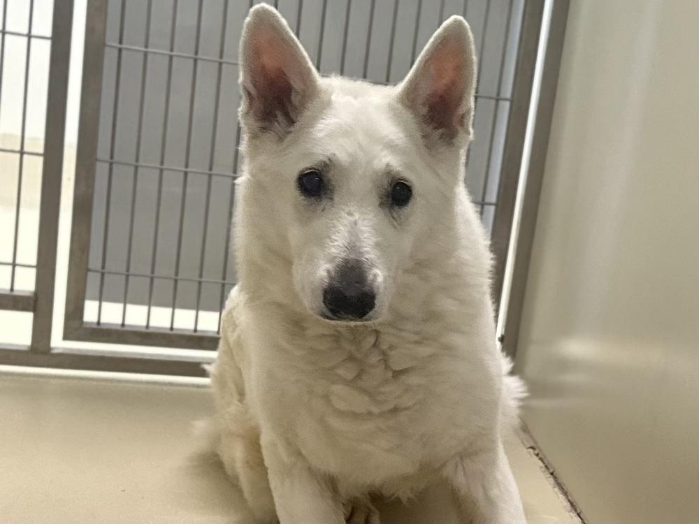 Ingrid, a Adoptable German Shepherd Dog image 4/4