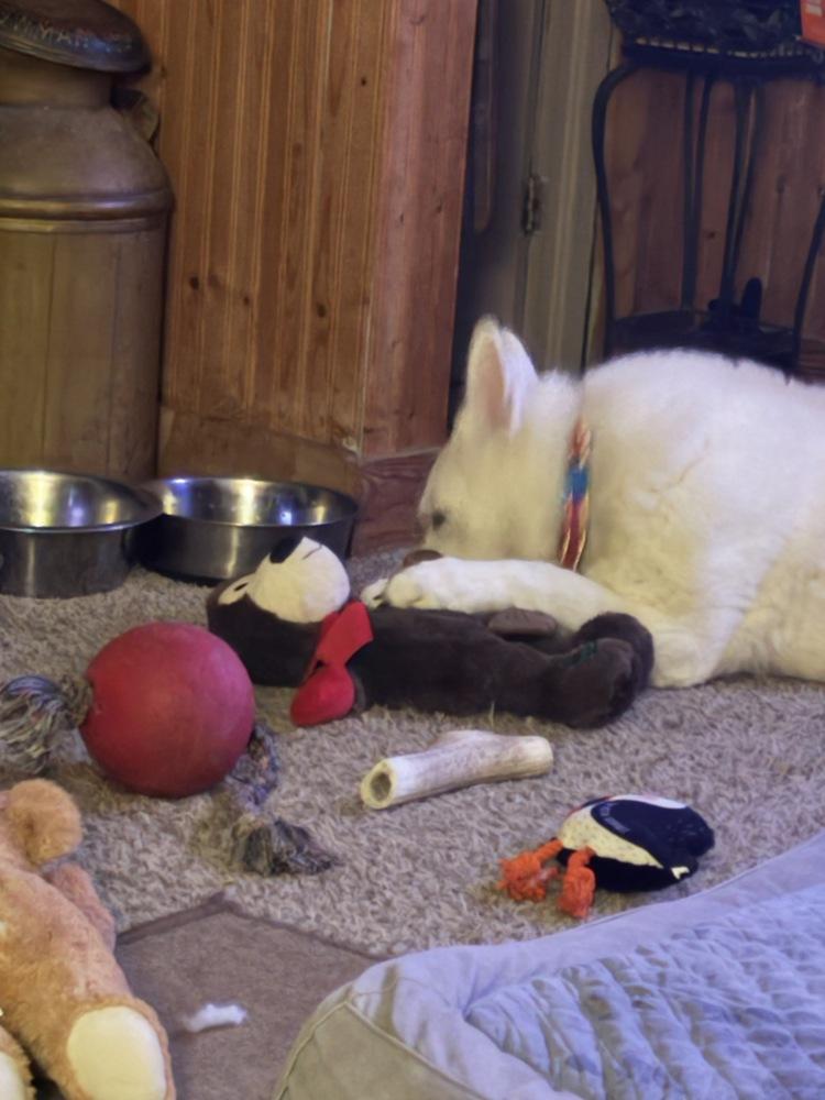 Ingrid, a Adoptable German Shepherd Dog in Suamico, WI image 5/6