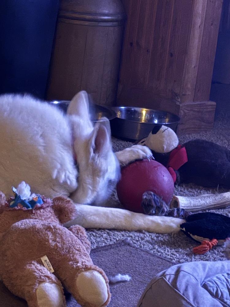 Ingrid, a Adoptable German Shepherd Dog in Suamico, WI image 6/6