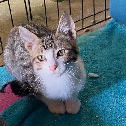Enlarge Generous, a Adoptable Tabby in Stanwood, WA image 2/3