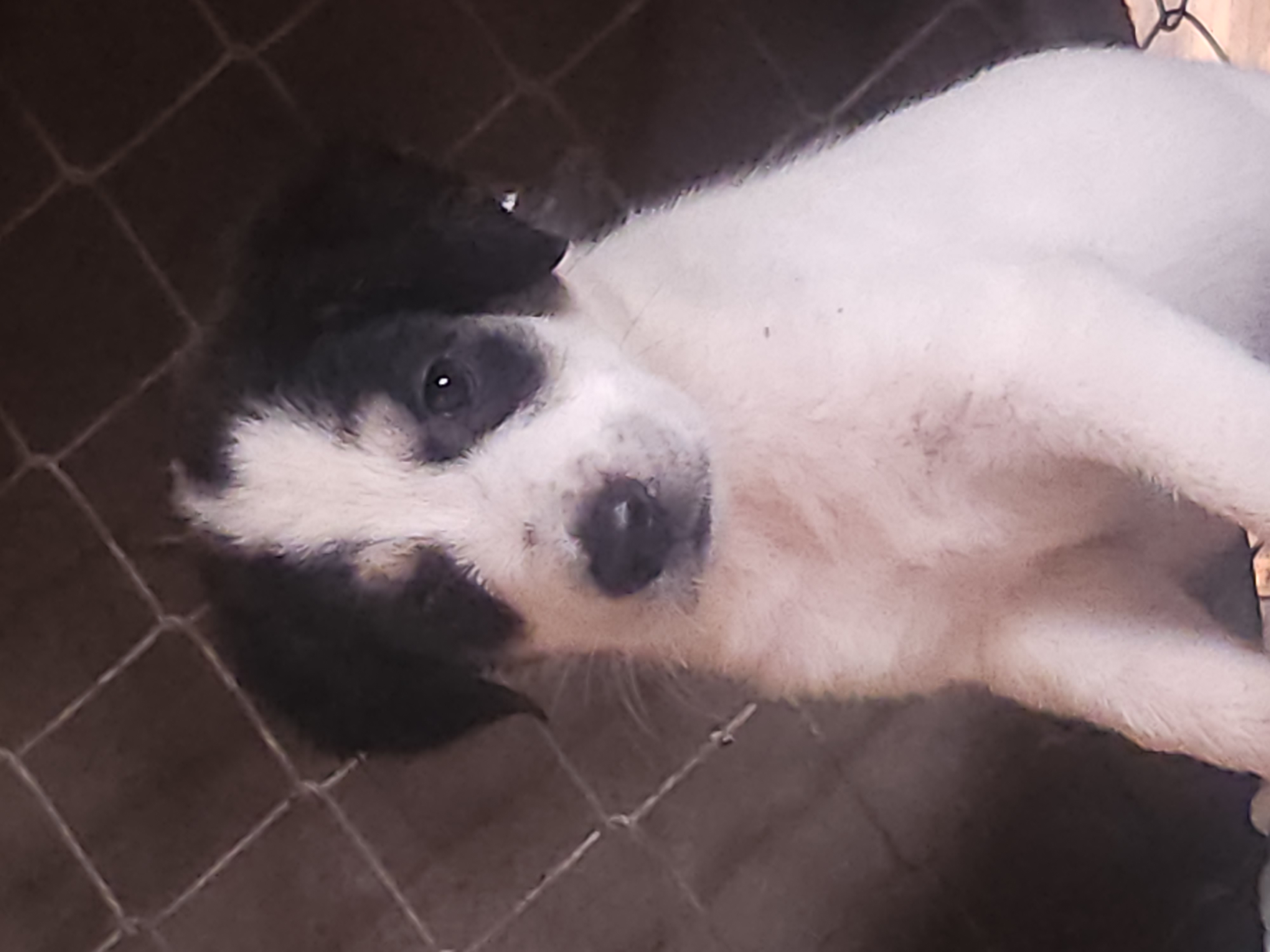 Dog for adoption Rebekah Bible Litter, a Basset Hound & Labrador