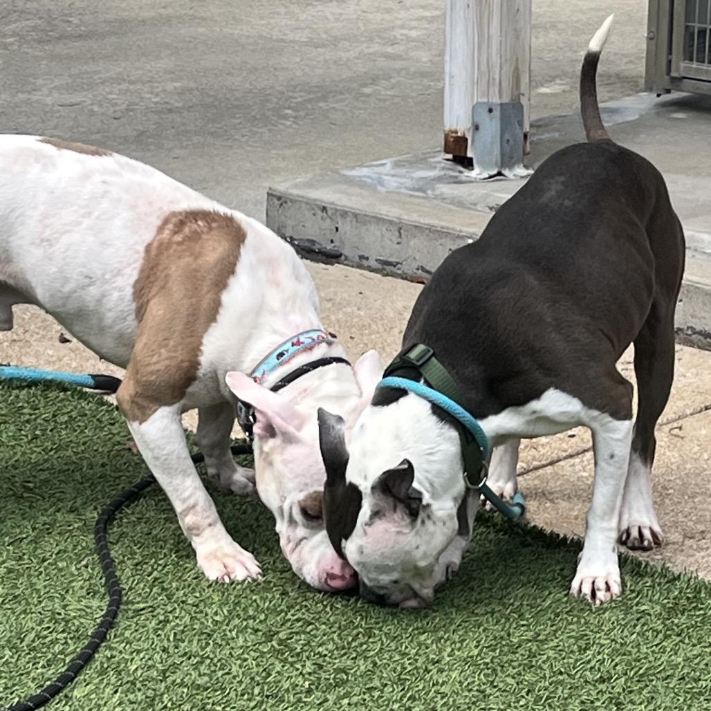 Knuckles, Adoptable, Senior Male American Staffordshire Terrier.