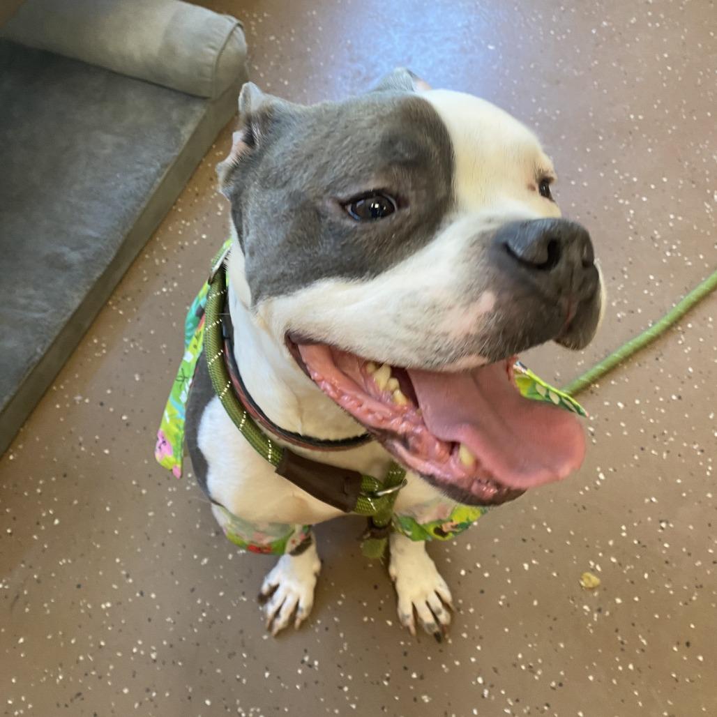 Enlarge Knuckles, a Adoptable American Staffordshire Terrier in Belleville, IL image 1/6