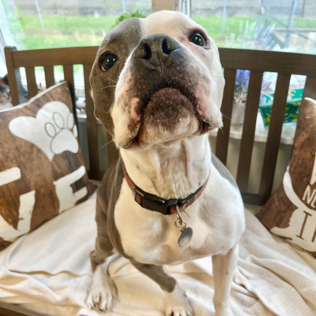 Enlarge Knuckles, a Adoptable American Staffordshire Terrier in Belleville, IL image 2/6